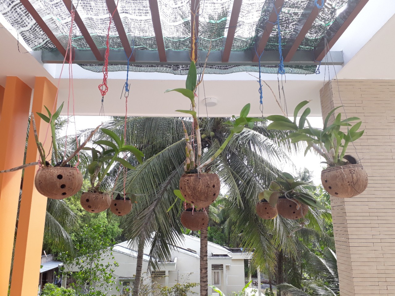 Gáo dừa trồng lan
